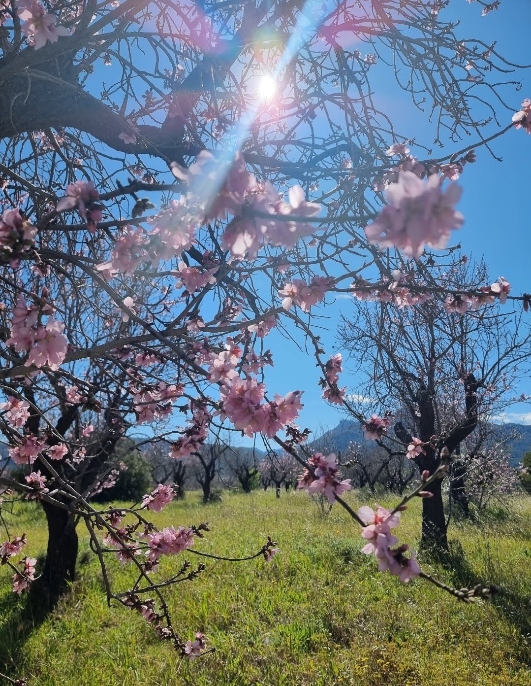 Bloesem in Lliber Costa Blanca